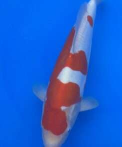 Doitsu Koi