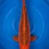 Otsuka Aka Matsuba koi, female, 50 cm, top view, solid red-orange body with dark pine-cone net pattern on each scale, in blue bowl