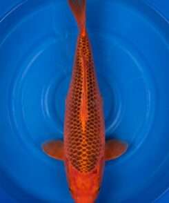 Otsuka Aka Matsuba koi, female, 50 cm, top view, solid red-orange body with dark pine-cone net pattern on each scale, in blue bowl