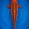 Aka Matsuba | Otsuka | Female | 50 cm SKU: OGT-AMA-OTS-F-50-2601-001