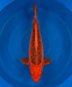 Aka Matsuba | Otsuka | Female | 48 cm SKU: OGT-AMA-OTS-F-48-2601-002