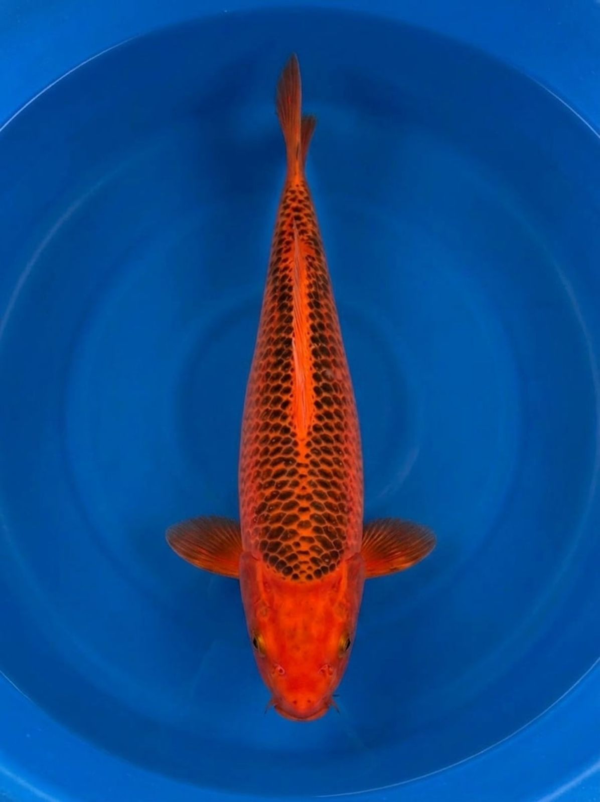 Aka Matsuba | Otsuka | Female | 48 cm SKU: OGT-AMA-OTS-F-48-2601-002