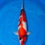 Dainichi Showa for sale — 56cm three-colour pattern, top-down view