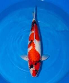 Dainichi Showa for sale — 56cm three-colour pattern, top-down view