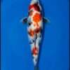 Young Dainichi Showa for sale — 33cm three-colour pattern, top-down view