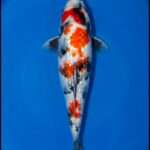 Dainichi Showa | 33 cm SKU: OGT-SHO-DAI-U-33-2601-009 Young Dainichi Showa for sale — 33cm three-colour pattern, top-down view