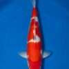 Dainichi Toyota Kohaku for sale — male 40cm Inazuma lightning pattern, top-down view