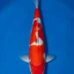Dainichi Toyota Kohaku for sale — male 40cm Inazuma lightning pattern, top-down view