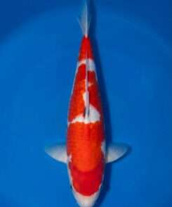 Dainichi Toyota Kohaku for sale — male 40cm Inazuma lightning pattern, top-down view