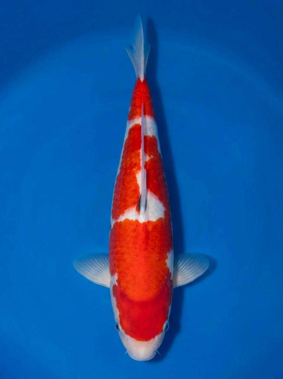 Dainichi Toyota Kohaku for sale — male 40cm Inazuma lightning pattern, top-down view