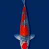 Gin Goshiki koi for sale — Kawakami female Nisai 40cm, Gin Rin network pattern, top-down view