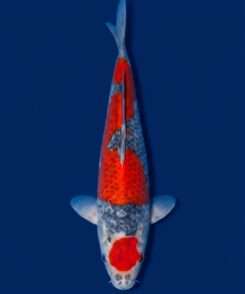 Gin Goshiki koi for sale — Kawakami female Nisai 40cm, Gin Rin network pattern, top-down view
