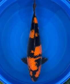Otsuka Hi Utsuri koi, female, 58 cm, top view, deep red and bold black pattern, black sumi wrapping the body, black in the pectoral fins, in blue bowl