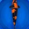 Hi Utsuri koi for sale — Otsuka female 58cm, deep Sumi pattern, top-down view