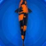 Hi Utsuri koi for sale — Otsuka female 58cm, deep Sumi pattern, top-down view