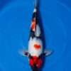 Isa Showa for sale — 44cm three-colour pattern, top-down view