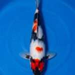 Isa Showa for sale — 44cm three-colour pattern, top-down view