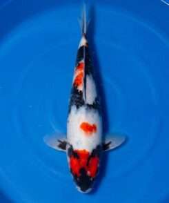 Isa Showa for sale — 44cm three-colour pattern, top-down view