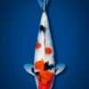 Isa Kindai Showa for sale — male 41cm modern style with dominant white, top-down view