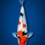 Isa Kindai Showa for sale — male 41cm modern style with dominant white, top-down view