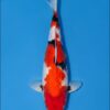 Isa Hi Showa for sale — female 35cm Hi-dominant Showa, top-down view