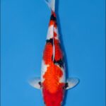 Isa Hi Showa for sale — female 35cm Hi-dominant Showa, top-down view