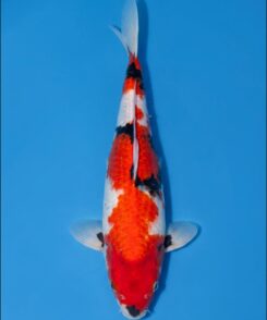 Isa Hi Showa for sale — female 35cm Hi-dominant Showa, top-down view