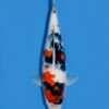 Isa Kindai Showa koi, female, 42 cm, top view, white-dominant body with bright red patches and bold black sumi, in blue bowl