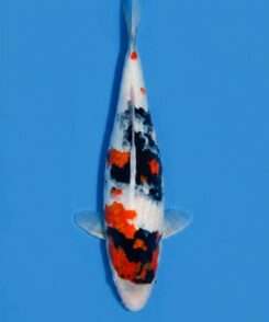 Isa Kindai Showa koi, female, 42 cm, top view, white-dominant body with bright red patches and bold black sumi, in blue bowl