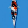 Isa Kindai Showa female for sale — 42cm modern-style Showa, top-down view