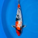 Isa Showa male for sale — 40cm three-colour Showa pattern with motoguro, top-down view