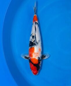 Isa Showa male for sale — 40cm three-colour Showa pattern with motoguro, top-down view