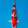 Maruhide Sanke for sale — female 48cm three-colour Gosanke pattern, top-down view