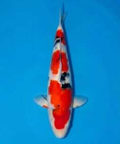 Maruhide Sanke for sale — female 48cm three-colour Gosanke pattern, top-down view