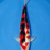 Maruhide Sanke male for sale — 40cm Sumi-dominant three-colour pattern, top-down view