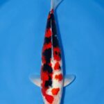 Maruhide Sanke male for sale — 40cm Sumi-dominant three-colour pattern, top-down view