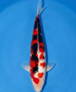 Maruhide Sanke male for sale — 40cm Sumi-dominant three-colour pattern, top-down view