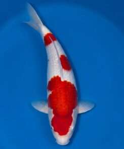 Gin Rin Kohaku for sale — Maruyama Inazuma 46cm, top-down view