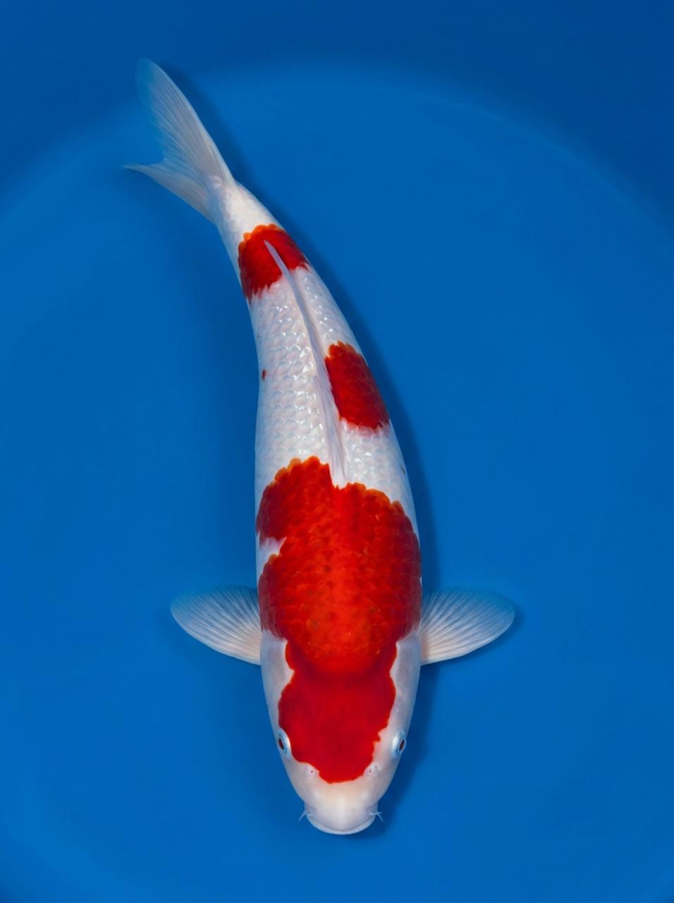 Gin Rin Kohaku for sale — Maruyama Inazuma 46cm, top-down view
