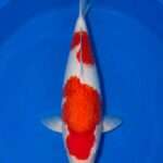 Momotaro Kohaku for sale — 48cm female koi, two-step Nidan pattern, top-down view