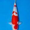 Momotaro Kohaku for sale — 52cm Sandan three-step pattern, top-down view