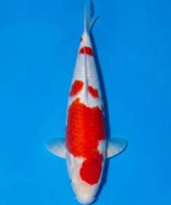 Momotaro Kohaku for sale — 52cm Sandan three-step pattern, top-down view