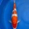 Momotaro Gin Rin Kohaku for sale — female 39cm Yondan pattern, top-down view