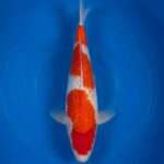 Momotaro Gin Rin Kohaku for sale — 40cm Sandan three-step pattern, top-down view