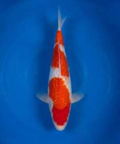 Momotaro Gin Rin Kohaku for sale — 40cm Sandan three-step pattern, top-down view