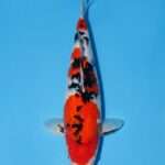Momotaro Sanke for sale — female 43cm three-colour pattern, top-down view