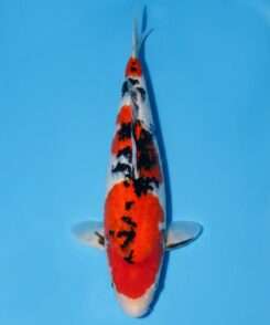 Momotaro Sanke for sale — female 43cm three-colour pattern, top-down view