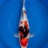 Dainichi Showa koi, female, 42 cm, top view, red head plate, white nose with small sumi specks, red shoulder plate with black sumi, netted sumi along the back, in blue bowl