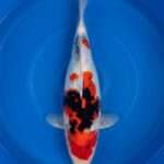 Dainichi Showa koi, female, 42 cm, top view, red head plate, white nose with small sumi specks, red shoulder plate with black sumi, netted sumi along the back, in blue bowl