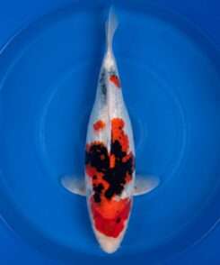 Dainichi Showa koi, female, 42 cm, top view, red head plate, white nose with small sumi specks, red shoulder plate with black sumi, netted sumi along the back, in blue bowl